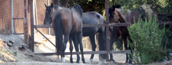 Exigen el cierre de una granja en Alicante por malnutrición de los caballos