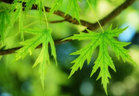 Ataria acoge una mesa redonda sobre biodiversidad y patrimonio natural