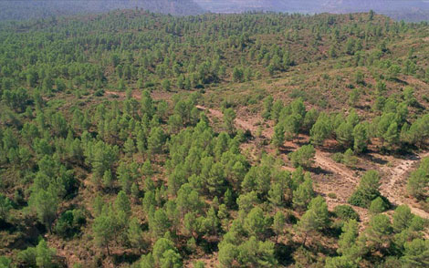 El 95% de los pinares valencianos se encuentran libres de la procesionaria debido a los tratamientos de control