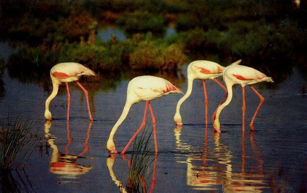 Más de 9.000 flamencos inician la reproducción en la Reserva Natural Laguna de Fuente de Piedra