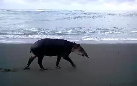 Libro mostrará la belleza de la fauna costarricense