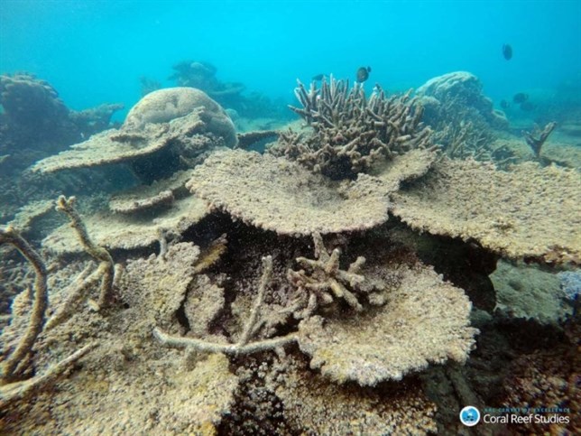 La Gran Barrera de Coral ‘machacada’ por el cambio climático