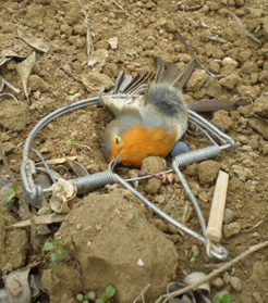 Castellón vs Caza furtiva