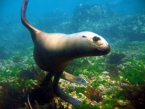 El Oceanogràfic de Valencia evalúa el potencial de los leones marinos para el salvamento marítimo