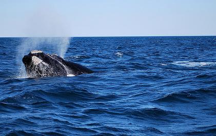 Intereses políticos dejan a un lado la conservación de las ballenas