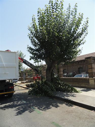 Asociaciones Vecinales: "La tala de árboles responde a sustituir los enfermos por otros sanos"