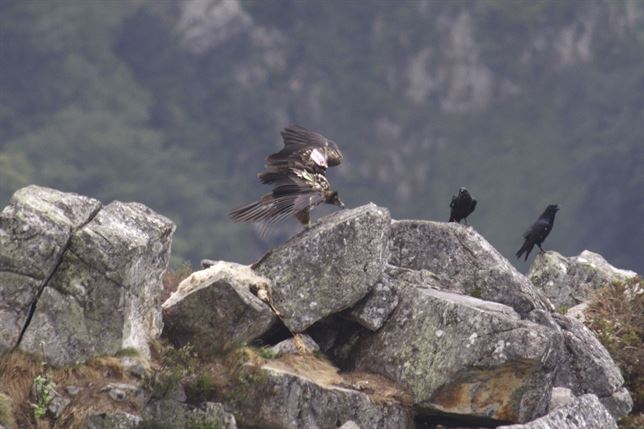 Dos ejemplares de quebrantahuesos para los Picos de Europa