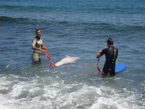 Un delfín macho adulto muerto junto a Puerto del Rosario (Fuerteventura)