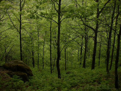 Conforman comité para la conservación de bosques