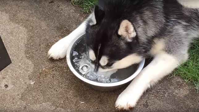 Un Husky haciendo burbujas (Ver VIDEO)