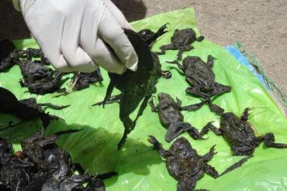 Mueren 10.000 ranas en peligro de extinción