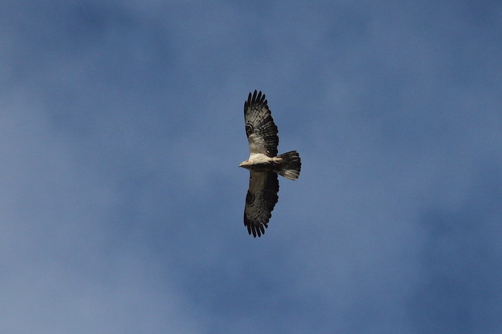 Aves amigas del viento