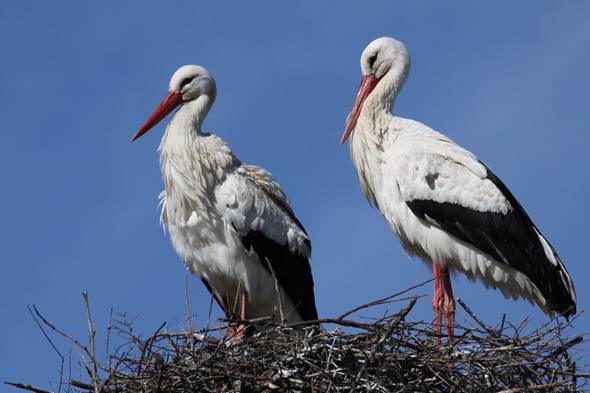 Cuándo vuelven las cigüeñas a sus nidos
