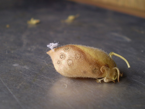 Plantean estrategias para erradicar la rabia del garbanzo