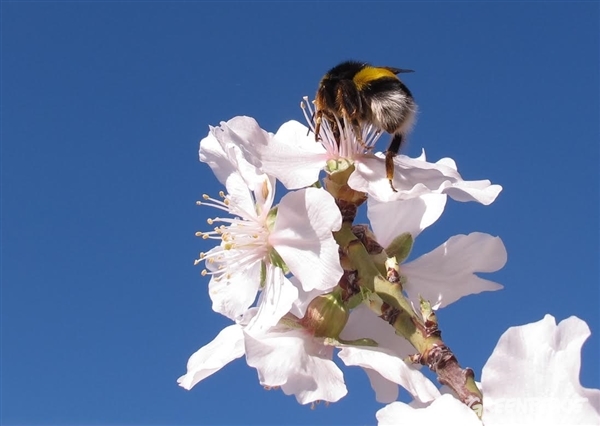 Almendros en flor