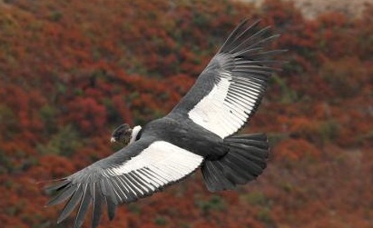 El Cóndor planea y ahorra energía con las masas de aire caliente