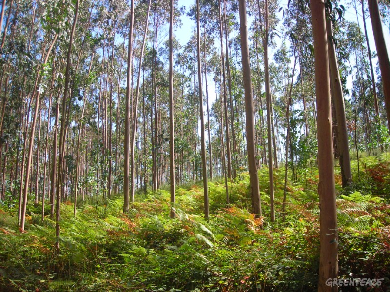 Los ecologistas proponen soluciones para acabar con el problema de las plantaciones de eucalipto