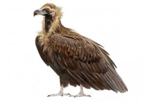 El diclofenaco ‘acecha’ a buitres y águilas