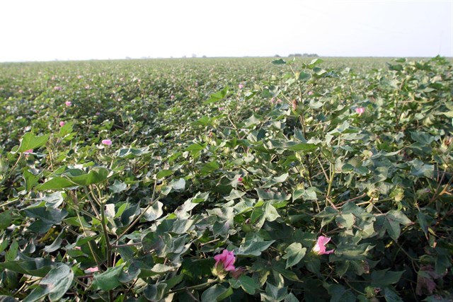 La Junta paga más de 288 millones en ayudas directas de la PAC en Córdoba