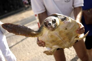 El Centro de Recuperación de Fauna Silvestre La Tahonilla (Tenerife) atiende a un promedio de 2.500 animales al año