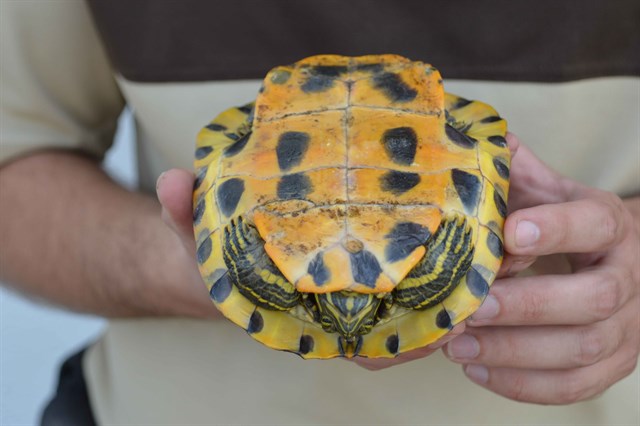 El Consorcio río Mijares (Castellón) inicia la campaña de control de tortugas exóticas