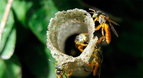 Las abejas sin aguijón cuentan con guardianas para la defensa de sus colmenas