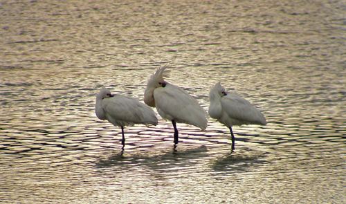 Voluntarios cántabros limpiarán parte de las Marismas Negras de Astillero