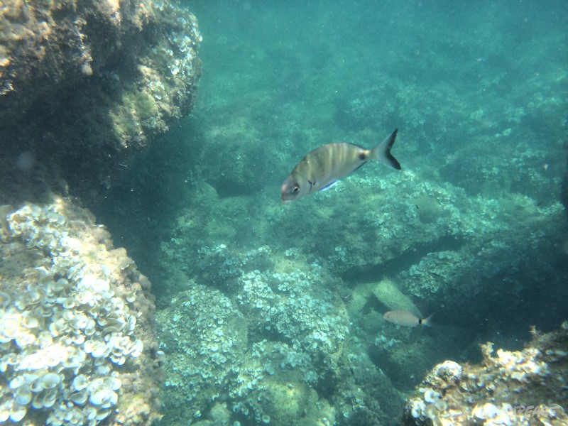 OFNI (objeto flotante no identificado)