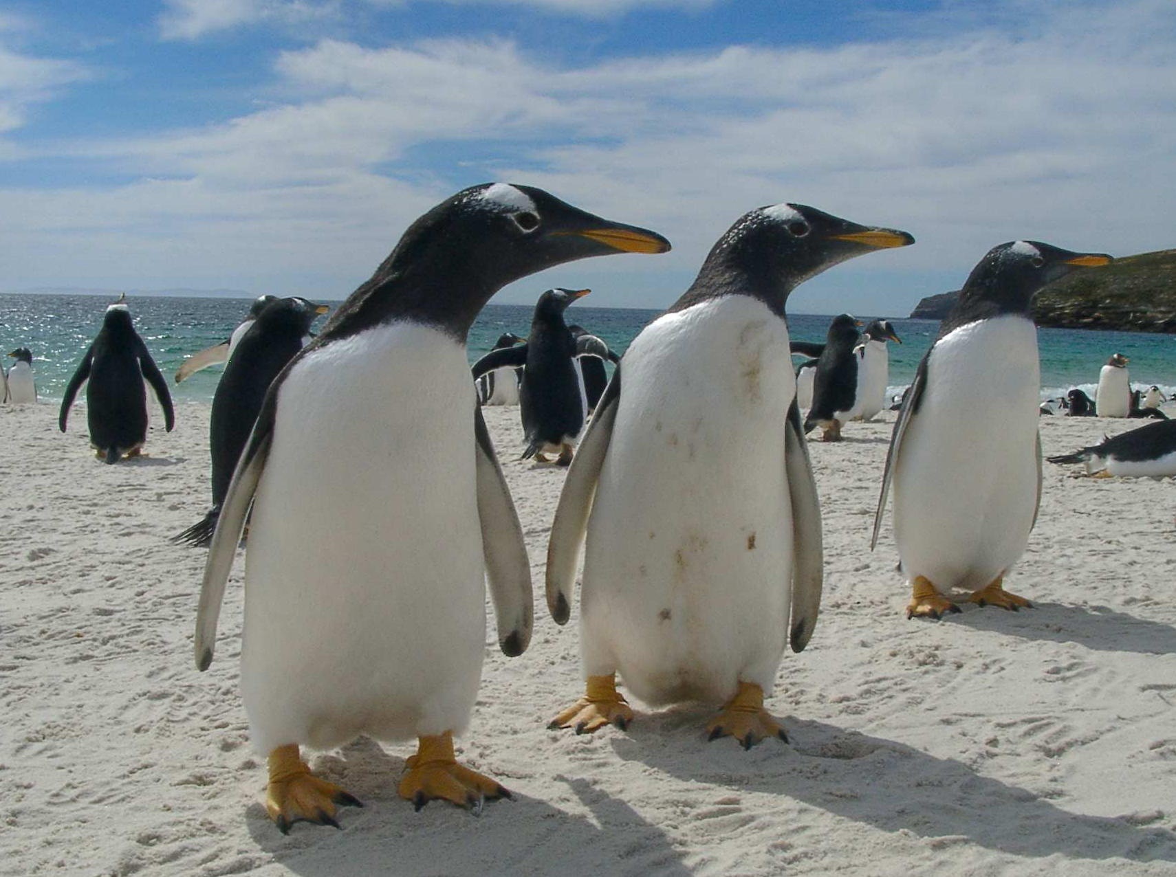 El color del pico de los pingüinos papúa según la abundancia de krill