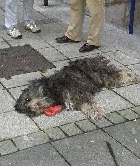 Un ‘miserable’ mata a patadas a un perro en Santander
