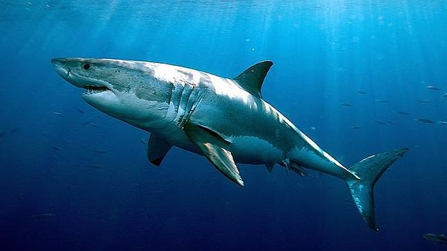 Una nueva Lista Roja de la UICN arroja 59 especies de peces amenazados de extinción en Europa