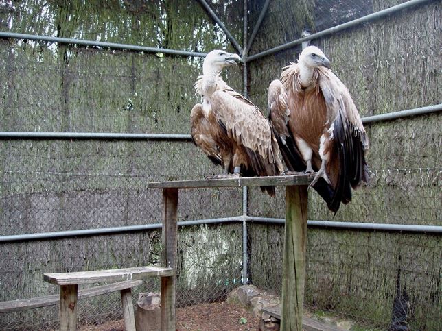 Andalucía cede dos buitres leonados al parque belga La grotte de Han