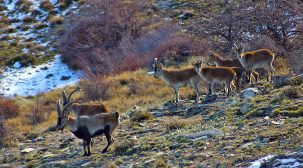 Fauna + Espacios Naturales