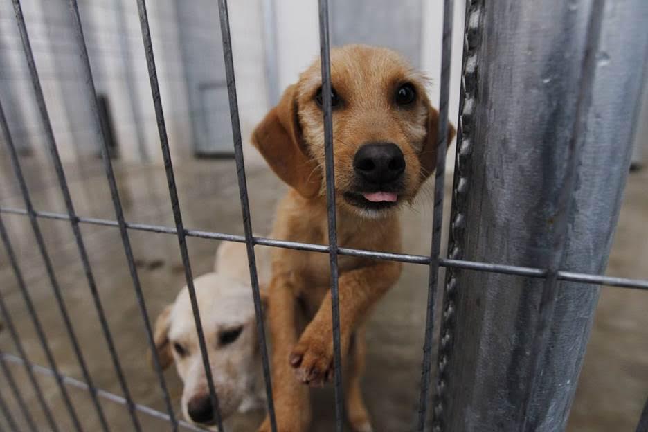 Protectora de Animales (APA) de La Rioja exige que se desbloquee la ILP animal