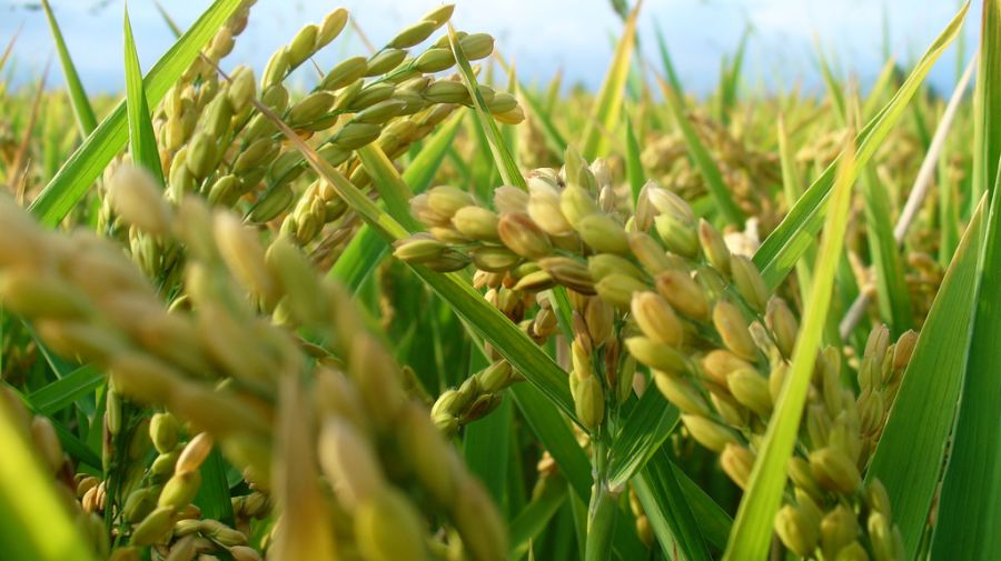 El cambio climático reducirá el rendimiento de los principales cultivos mundiales