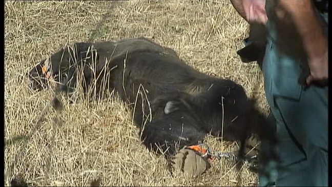 Preocupación por la aparición de un oso muerto en Quirós (Asturias)