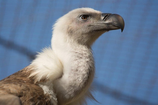 El Zoobotánico de Jerez (Cádiz) reúne a los mayores expertos en buitres de Europa del 28 al 30 de agosto