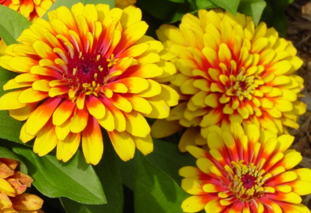 Cómo florecen las plantas