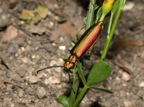 Un escarabajo venenoso muy "deseado"