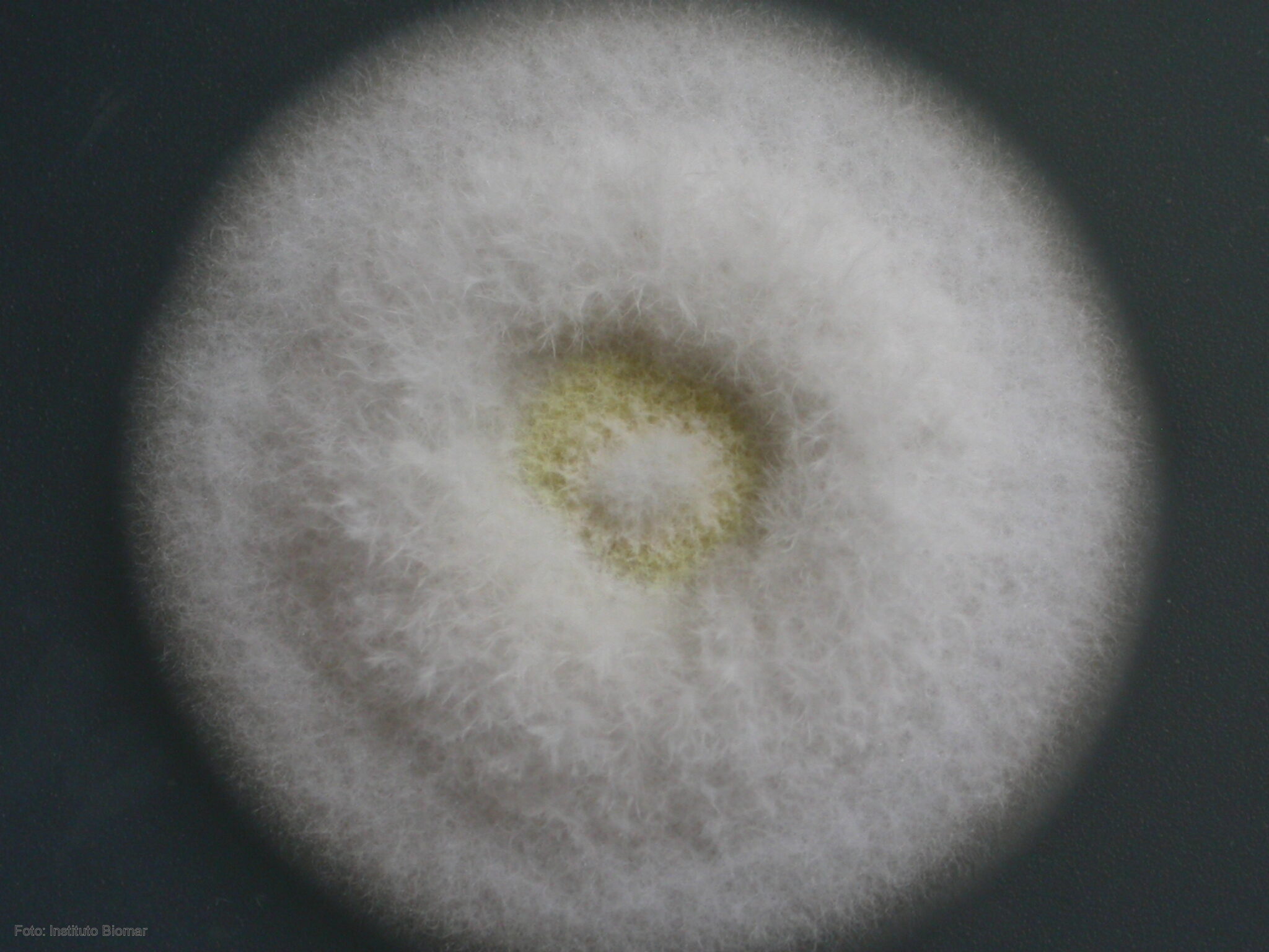 Una empresa de León testa un compuesto de un hongo marino para la leucemia