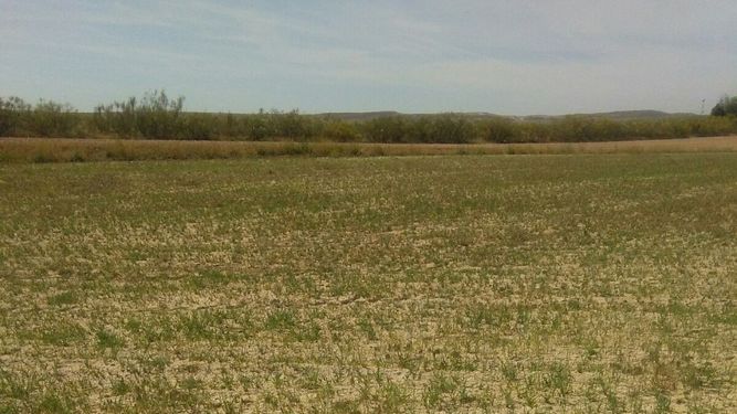 2017 es el año del siglo XXI con menos agua embalsada al comenzar el verano y el noveno desde hace 41 años