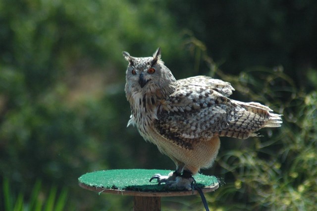 Medio Ambiente libera tres búhos reales tratados en el Centro de Fauna Silvestre El Valle