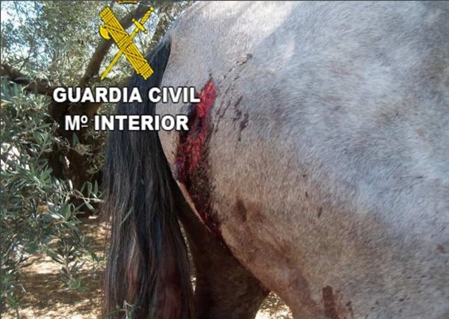 El maltrato animal a los caballos ha sido ‘brutal’ en los años de crisis