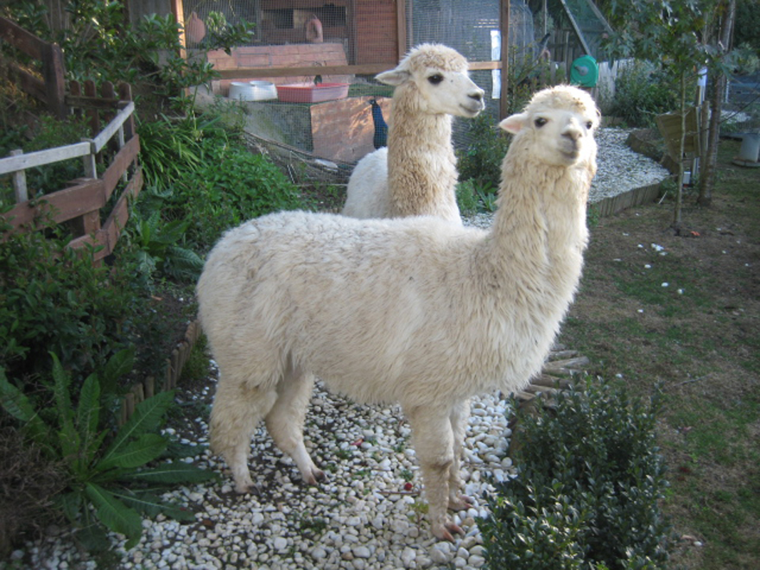 Dos alpacas de Laukariz buscan nuevos dueños