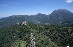 La Junta concede casi 40 millones en ayudas para la gestión forestal sostenible y la conservación de la biodiversidad