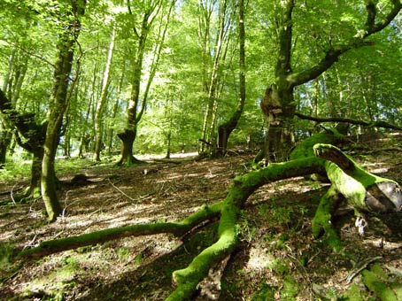 Navarra. Pillados ‘delincuentes’ furtivos en Artikutza (Goizueta)