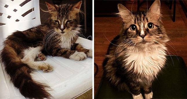 Reportaje fotográfico del ‘antes y después’ de la adopción de un gato