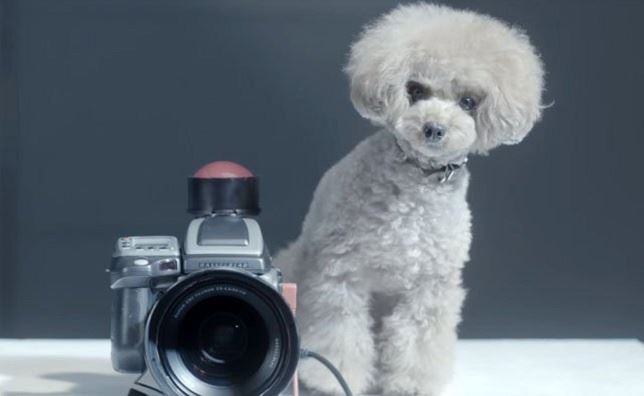 El perro ‘fotógrafo’ (Ver VIDEO)
