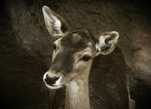 Monitorización de bioindicadores para una mejor gestión cinegética