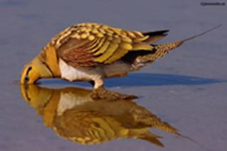 El Proyecto Ganga de SEO/BirdLife cierra tres años de trabajo de campo